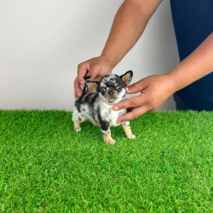 Chihuahua - Lido
