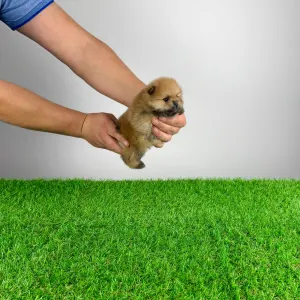 German Pomeranian Spitz - Point