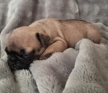 Bulldog francez - Hero From Lilis Breed