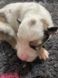 Border Collie - Atlantic