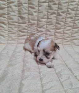 Havanese - Tobby
