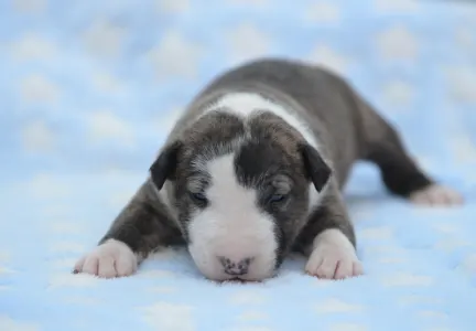 Miniature Bullterrier - Nathan