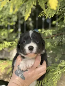 Border Collie - Brooke
