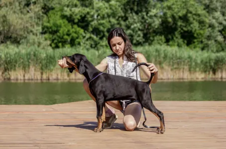 Dobermann - Aaron