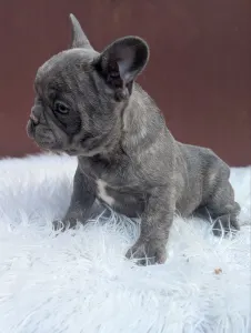 Bouledogue français - Carter