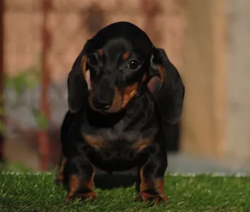 Dachshund - Oliver