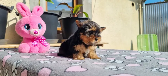 Yorkshire Terrier - Kókusz