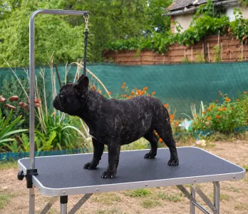 Francia bulldog - Venusz