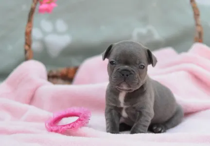 Французский бульдог - Madeleine 