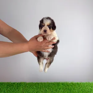 Australian Shepherd - Dirk