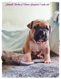 Amerikai staffordshire terrier - Gelatelli Sorbet