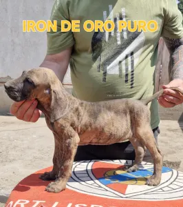 Brazil masztiff - Iron De Oro Puro 