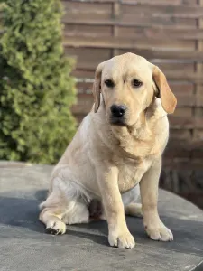 Labrador Retriever - Stella