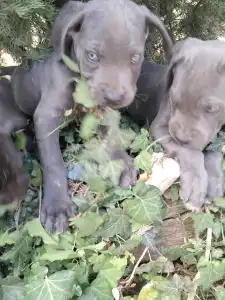 Cane Corso - Buster