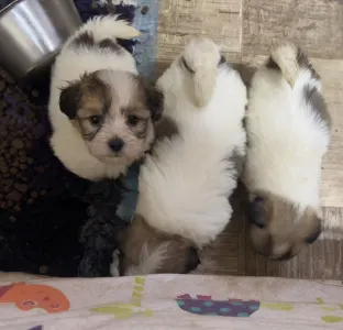 Coton de Tulear - Byron