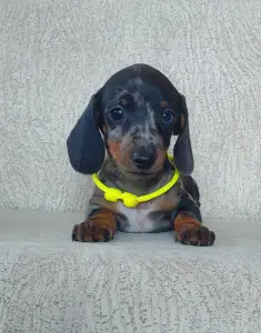 Dachshund - Lotti