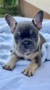 French Bulldog - Zeusz 