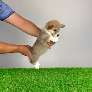 Welsh Corgi Pembroke - Ripley