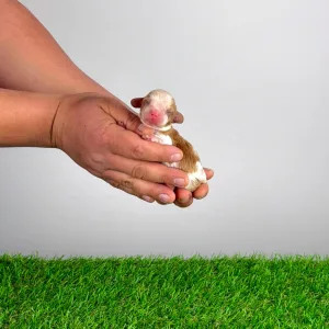 Cavalier King Charles Spaniel - Kronos