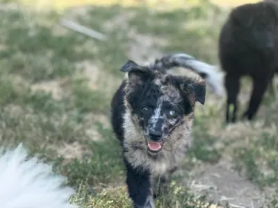 Mudi - Azúrkék-ragyogás Szeles