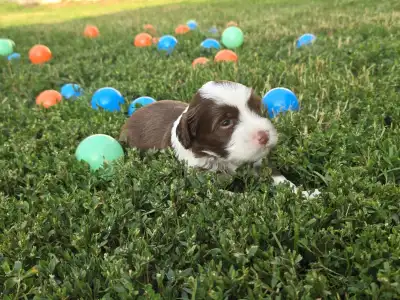 Tibeti terrier - Jan