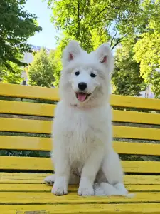 Samojede - Happy Hómancs Barka "yuki"