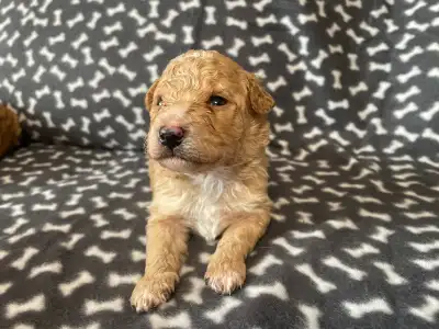 Trpasličí pudl - Domian