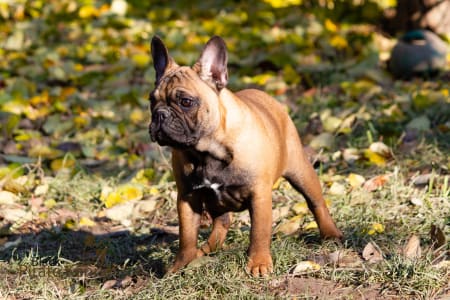 Französische Bulldogge - Lana