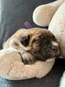 Cane Corso Italiano - Samson