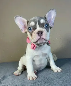 French Bulldog - Alise