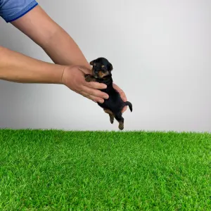 Yorkshire Terrier - Pancho