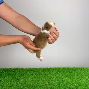 Australian Shepherd - Dax