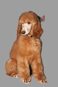 Óriás uszkár - Jatt Black