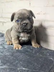 Bulldog francese - Jamie