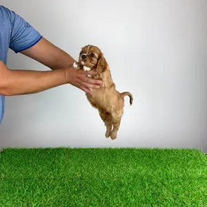 Cavalier King Charles Spaniel - Weeny