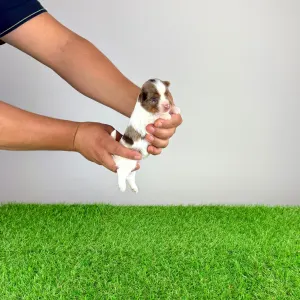 Yorkshire terrier - Hadamar