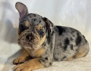 French Bulldog - Candy