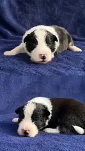 Border Collie - Fields Of Treasure Hold The Line