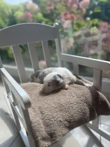 Australian Shepherd - Emily