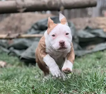 American Bully - Pocket - Barbi