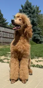 Poodle Standard - Jatt Black