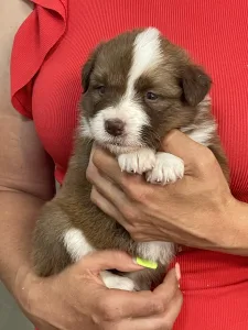 Border Collie - Milka/ Chocolate Sable Szuka