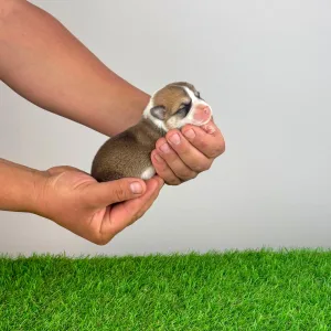 Welsh Corgi Pembroke - Ammi