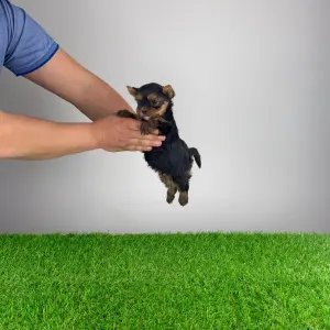 Yorkshire Terrier - Riffraff