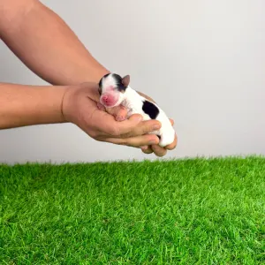 Biewer teriér - Oliver