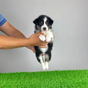 Australian Shepherd - Vectra 