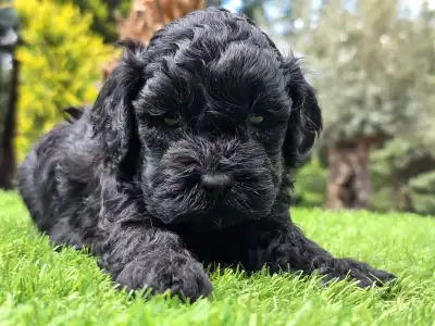 Cavapoo - Zoya