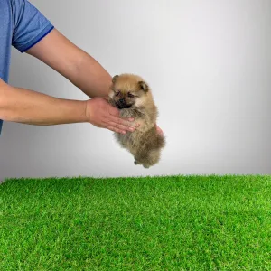 German Pomeranian Spitz - Sheila