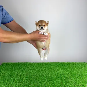 Shiba Inu - Whoops