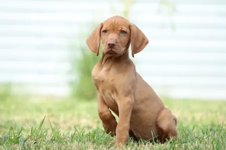 Hungarian Short-haired Vizsla - Rebeka